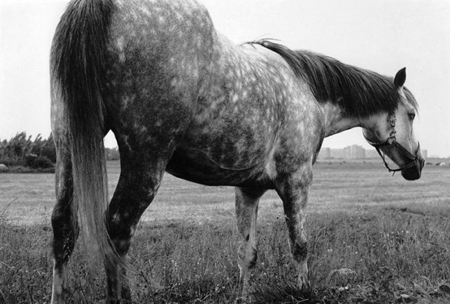 Paard Maasland